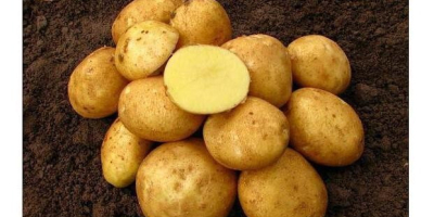 Venderé patatas ecológicas unas 8 toneladas variedad Vineta muy