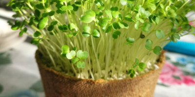 Producimos germinados y microflora de brócoli en bandejas/macetas. Los