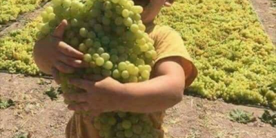 Uvas de calidad. La plantación estaba ubicada a 15