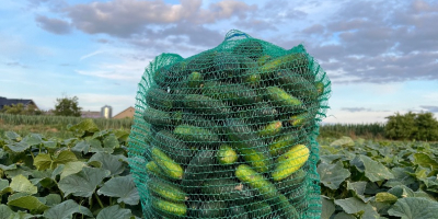 Venderé pepinos, variedad pulpo. Unos 1500 kg por día.