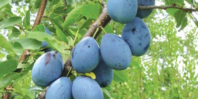 Vendemos ciruelas de Moldavia que se van a procesar