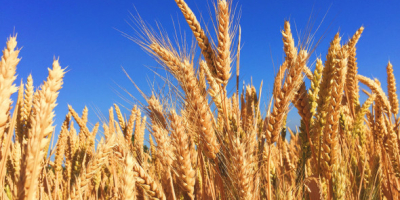 La comercializadora de cereales &quot;Ossoyo&quot; vende trigo, girasol, cebada,