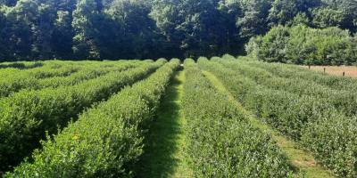 Aronia ecológica certificada, producto de montaña certificado. Cosechado a