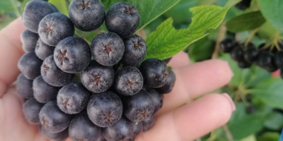 Aronia ecológica certificada, producto de montaña certificado. Cosechado a