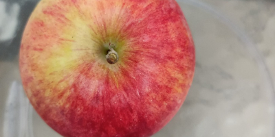 Venderé manzanas orgánicas, entrega 100% orgánica cerca del karstnik.