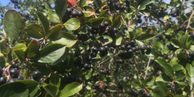 Chokeberry no se fertiliza ni se rocía con nada.