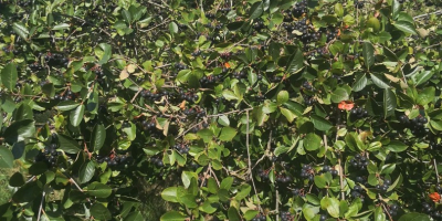 Chokeberry no se fertiliza ni se rocía con nada.