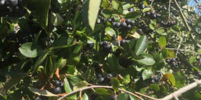 Chokeberry no se fertiliza ni se rocía con nada.