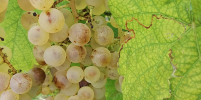 Uvas de postre Saszla a la venta en el