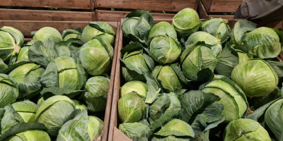 Ofrecemos col blanca envasada en cajas de 900 kg.