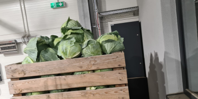 Ofrecemos col blanca envasada en cajas de 900 kg.