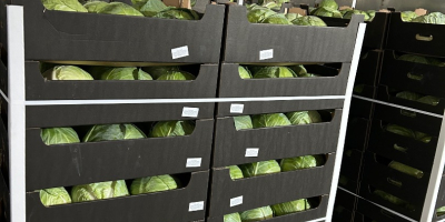 Ofrecemos repollo blanco envasado en cajas de 900 kg.