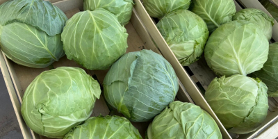 Ofrecemos repollo blanco envasado en cajas de 900 kg.