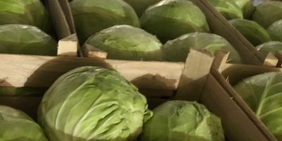 Ofrecemos repollo blanco envasado en cajas de 900 kg.