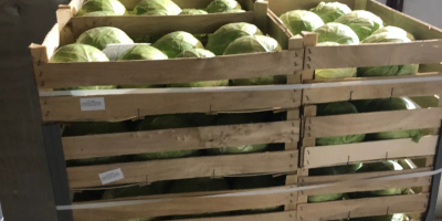 Ofrecemos repollo blanco envasado en cajas de 900 kg.