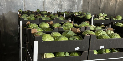Ofrecemos repollo blanco envasado en cajas de 900 kg.