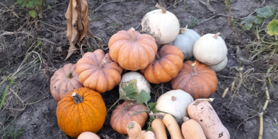 Venta de calabazas: empanadas y pavos, producto orgánico sin