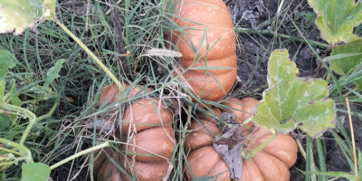 Venta de calabazas: empanadas y pavos, producto orgánico sin