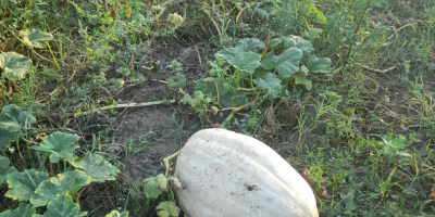 Venta de calabazas: empanadas y pavos, producto orgánico sin