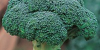 Hola, en aproximadamente 2-3 semanas, el brócoli orgánico certificado