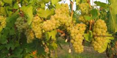 Uvas para vino riesling, zona vinícola de DRAGASANI, condado