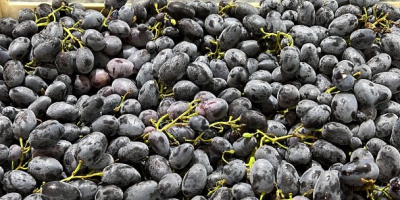 Cualquier cantidad de uvas Griego Moladiano Italiano Oscuro y