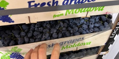 Cualquier cantidad de uvas Griego Moladiano Italiano Oscuro y