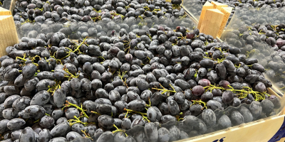 Cualquier cantidad de uvas Griego Moladiano Italiano Oscuro y