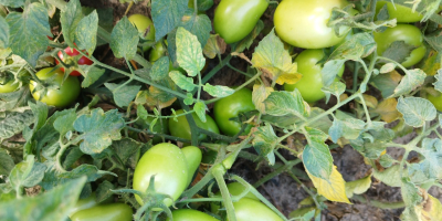 Tomate de campo verde variedad dyno Cantidad aproximada de