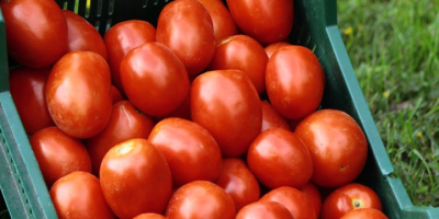 Tomates de campo, perfectos para conservas