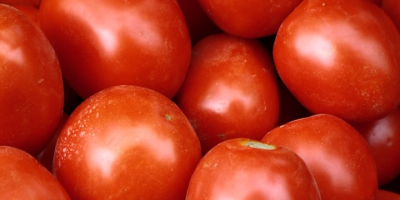 Tomates de campo, perfectos para conservas