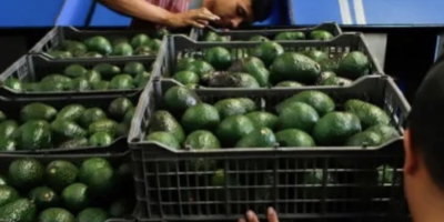 Aguacate de México para la venta