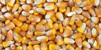 Vendemos cereales: maíz, cebada, girasol, en big bags oa