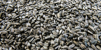 Vendemos cereales: maíz, cebada, girasol, en big bags oa