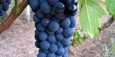 Vendo uvas de vino primitivo y sangiovese, zona de