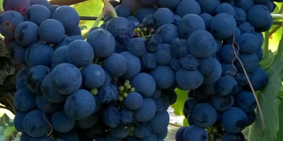 Vendo uvas de vino primitivo y sangiovese, zona de