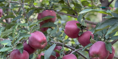 Tenemos 27 variedades de manzanas, en total tenemos 2500