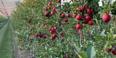 Tenemos 27 variedades de manzanas, en total tenemos 2500