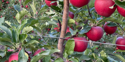 Tenemos 27 variedades de manzanas, en total tenemos 2500