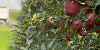 Tenemos 27 variedades de manzanas, en total tenemos 2500