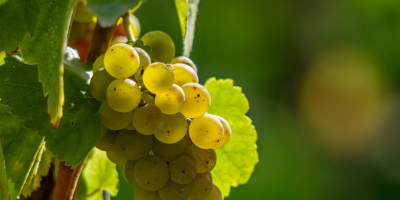 Vendo uvas - variedades de vino - Muscat Otonel,