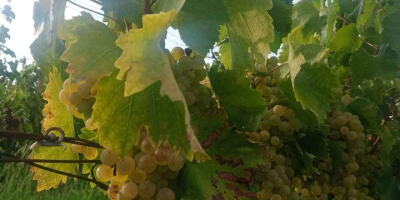 Están vendiendo uvas para vino, royal feteasca, de la