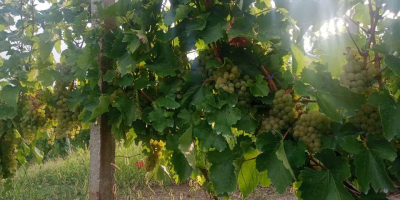 Están vendiendo uvas para vino, royal feteasca, de la