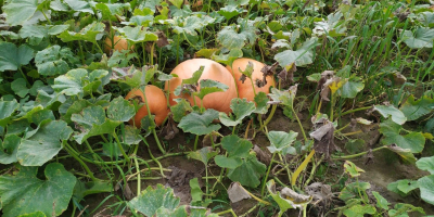 Tengo a la venta calabazas gigantes, perfectas para varios