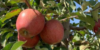 Venderé una manzana de alta calidad, en color, tamaño,