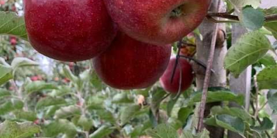 Venderé una manzana de alta calidad, en color, tamaño,