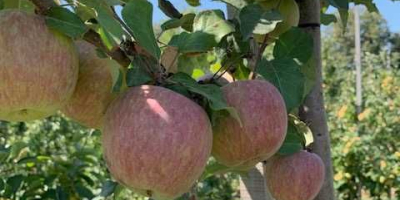 Venderé una manzana de alta calidad, en color, tamaño,