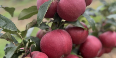 Venderé una manzana de alta calidad, en color, tamaño,