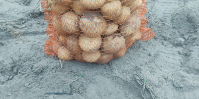 Venderé patatas Vineta de cultivo propio, sin fumigar, envasadas