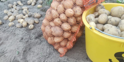 Venderé patatas Vineta de cultivo propio, sin fumigar, envasadas